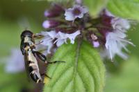 Syritta pipiens