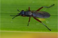 Sepedon sphegea