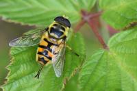 Myathropa florea