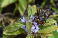 Phasia hemiptera