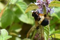 Volucella pellucens