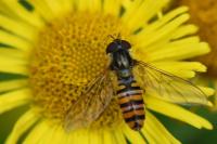Episyrphus balteatus