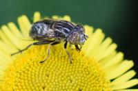 Eristalinus sepulchralis