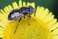 Eristalinus sepulchralis