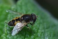 Eristalis arbustorum