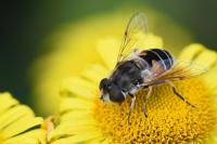 Eristalis arbustorum