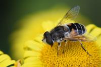 Eristalis arbustorum