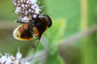 Eristalis intricaria
