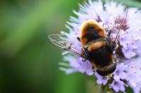 Eristalis intricaria