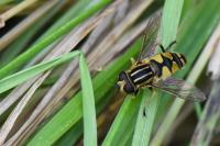 Helophilus pendulus
