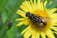 Helophilus pendulus
