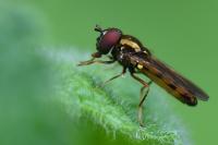 Melanostoma mellinum