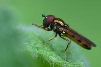 Melanostoma mellinum