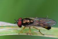 Melanostoma mellinum