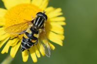 Helophilus trivittatus