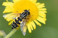 Helophilus trivittatus