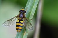 Eupeodes latifasciatus