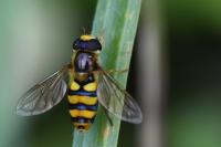 Eupeodes latifasciatus