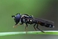 Pyrophaena rosarum