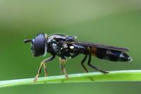 Pyrophaena rosarum