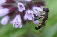 Syritta pipiens
