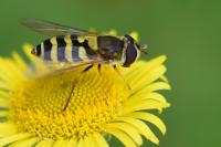 Syrphus vitripennis