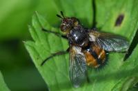 Tachina fera
