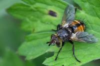 Tachina fera