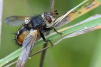 Tachina fera