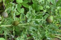 Urophora cardui