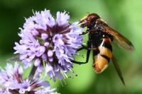 Volucella zonaria