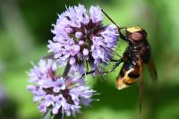 Volucella zonaria