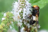 Volucella pellucens