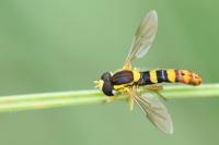 Sphaerophoria scripta
