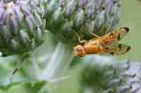 Xyphosia miliaria