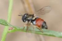Paragus bicolor