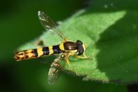 Sphaerophoria scripta