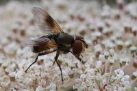 Ectophasia crassipennis