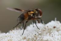 Ectophasia crassipennis