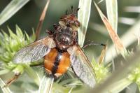 Tachina fera