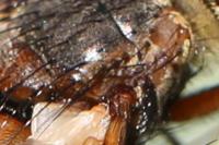 Tachina fera