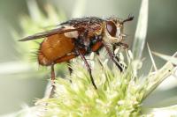 Tachina fera