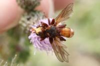 Sicus ferrugineus