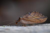 Drepanepteryx phalaenoides