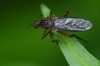 Empis livida