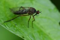 Empis livida