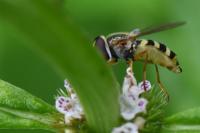 Eupeodes corollae