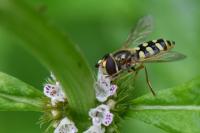 Eupeodes corollae