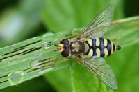 Eupeodes corollae
