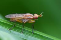 Ilione albiseta
